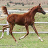 FS Pending (*Fausto CRH (USA) x FS Tallulah by *Simply Red SC (USA))