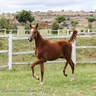 FS Pending (*Fausto CRH (USA) x FS Tallulah by *Simply Red SC (USA))